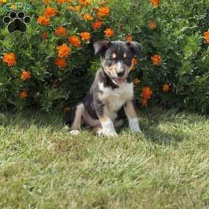 Cheddar, Border Collie Puppy